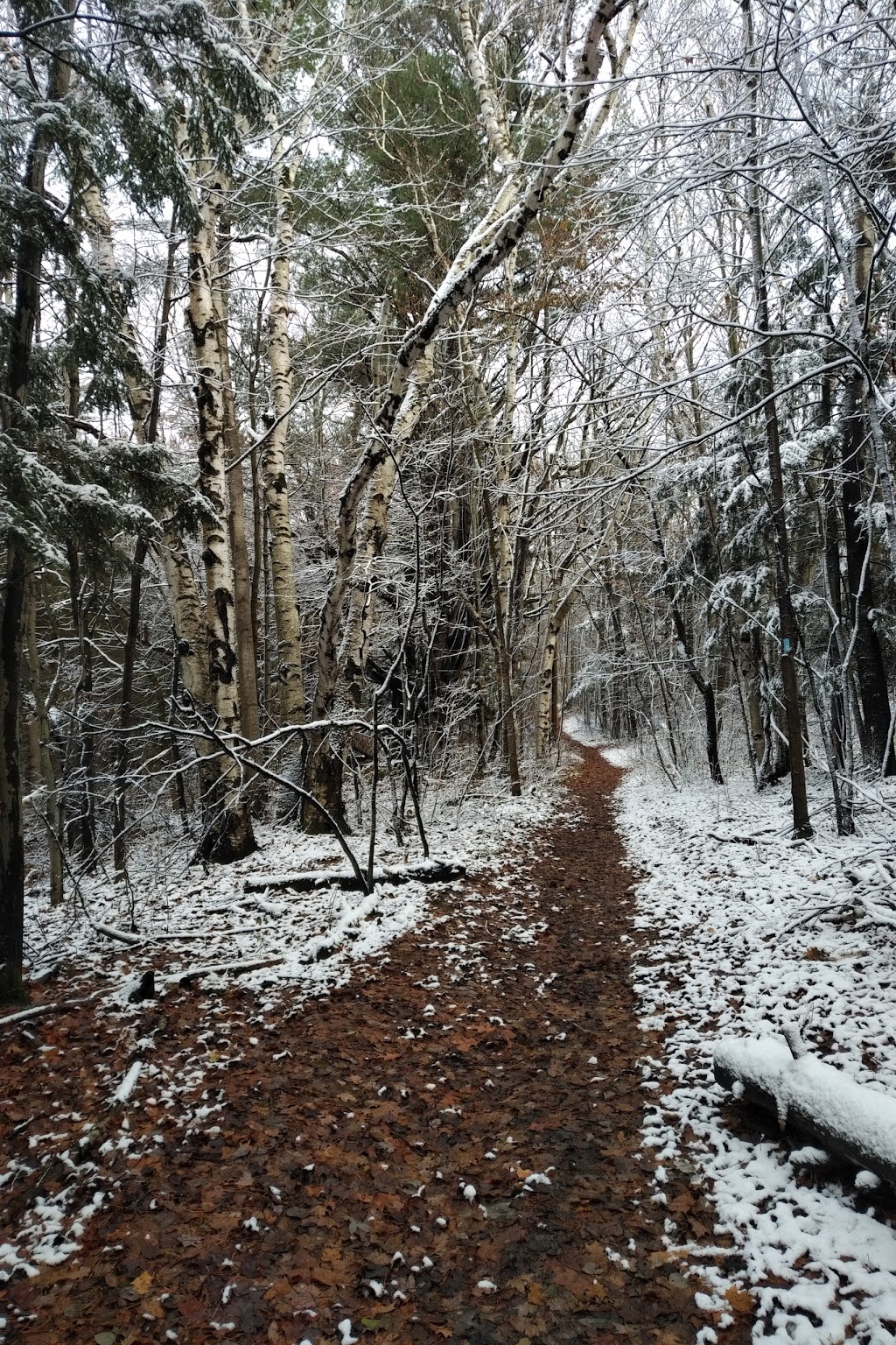 Humber Source Woods | Oak Ridges Trail, King City, ON L7B 1K4, Canada