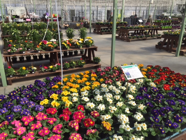 Colour Paradise Greenhouses | 1209 Bleams Rd, Petersburg, ON N0B 2H0, Canada | Phone: (519) 745-0200