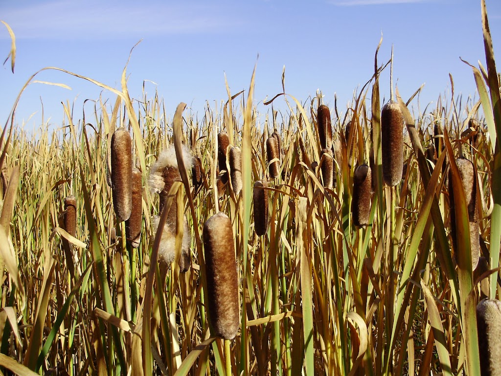 Cortex Vegetation Control | 6400 30 St NW, Edmonton, AB T6P 1J6, Canada | Phone: (780) 718-1458