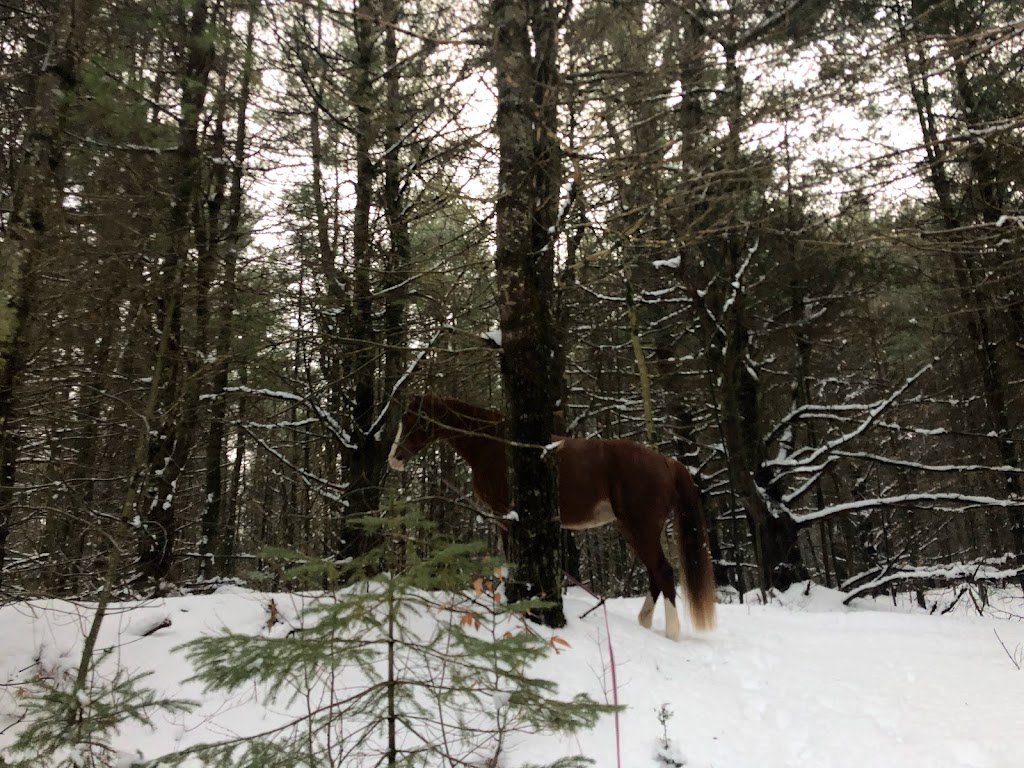 JJ Stables | 2350 Chem. de la Rivière du N, Mirabel, QC J7N 3A8, Canada | Phone: (450) 566-2481