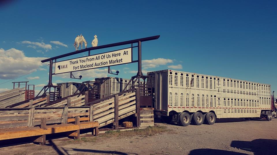 Southern Alberta Livestock Exchange | 813 14 St, Fort Macleod, AB T0L 0Z0, Canada | Phone: (403) 553-3315