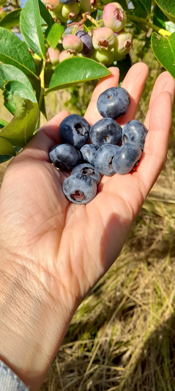 Haslam Creek Berry Farm-certified organic blueberry | 2900 Rugby Road, Nanaimo, BC V9X 1T2. Or, 2900 Beck Rd, Nanaimo, BC V9X 1T2, Canada | Phone: (250) 797-0623