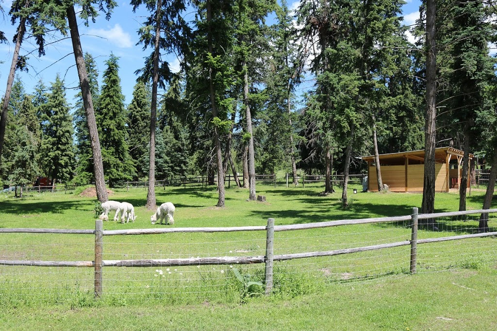 The Llama Sanctuary | 2415 Chase Falkland Rd, Chase, BC V0E 1M1, Canada | Phone: (250) 679-8121