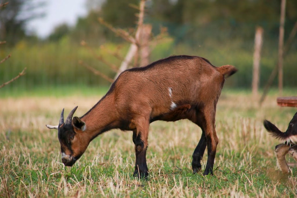 Emerald Isle Goat Creamery and Artisan Cheeses | 1231 Trans-Canada Hwy RR#1, Belle River, PE C0A 1B0, Canada | Phone: (902) 962-3497