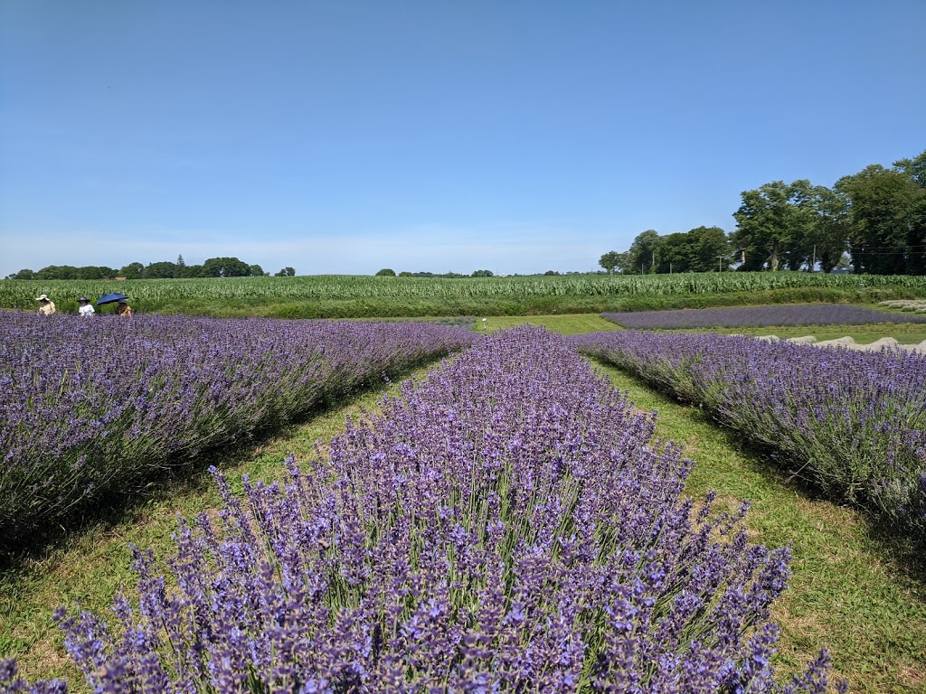 Apple Hill Lavender | 1795 Windham Road 11, Windham Centre, ON N0E 2A0, Canada | Phone: (519) 410-2267