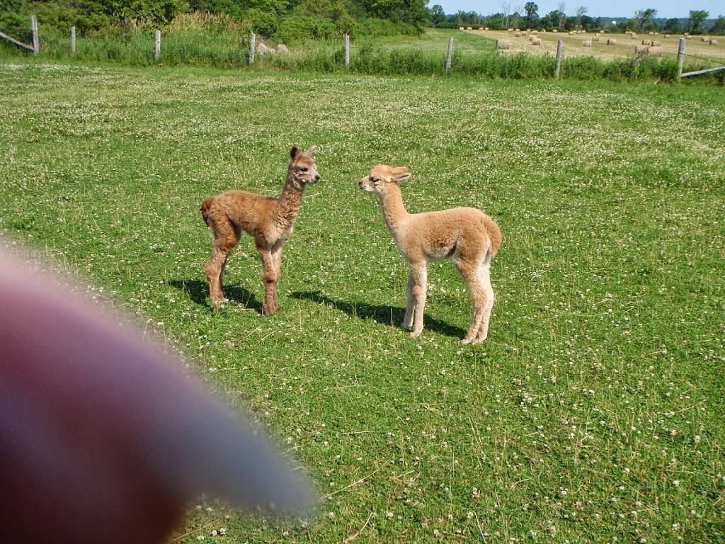 Hickory Lane Alpacas | 7326 County Rd 9, Napanee, ON K7R 3K8, Canada | Phone: (613) 354-1480