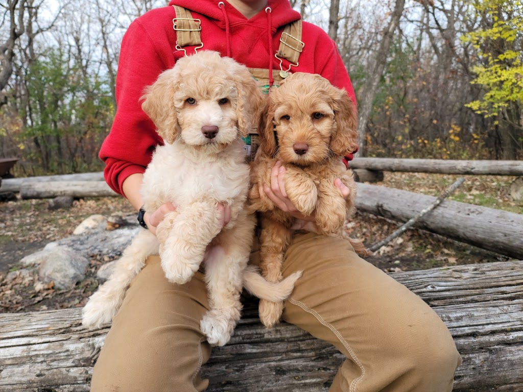 Greenheart Labradoodles | 46655 Bailey Rd, Chilliwack, BC V2R 4S8, Canada | Phone: (604) 793-8582