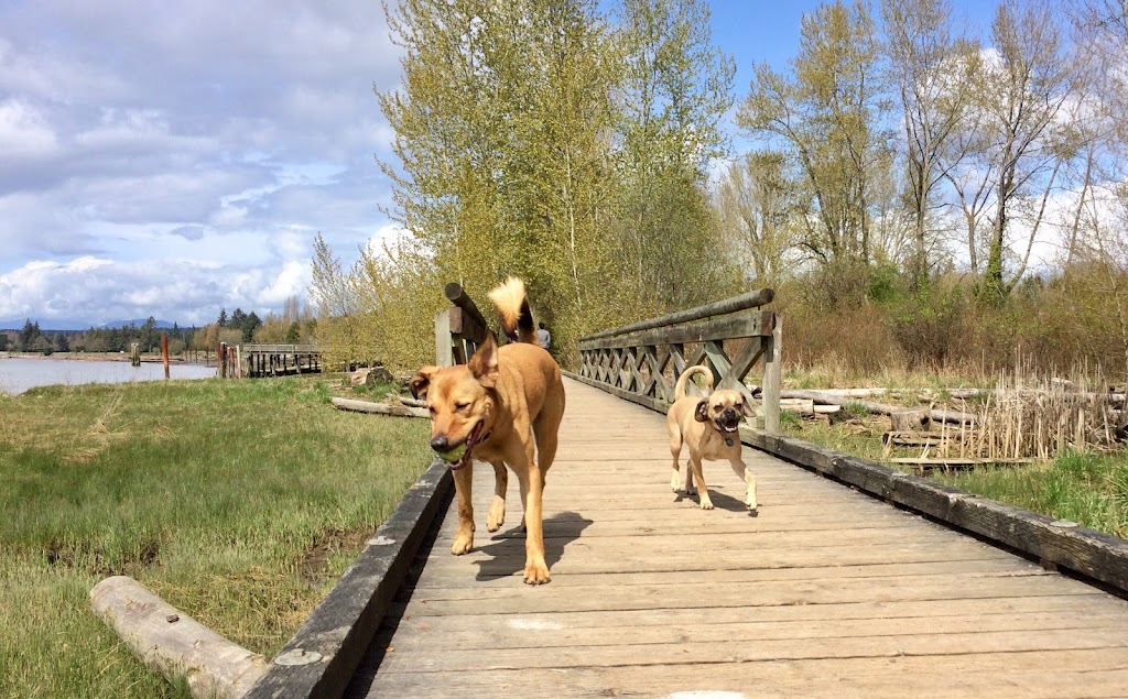 Lucky Paws Dog Walking | 44 E 13th Ave, Vancouver, BC V5T 4K7, Canada | Phone: (778) 908-1585