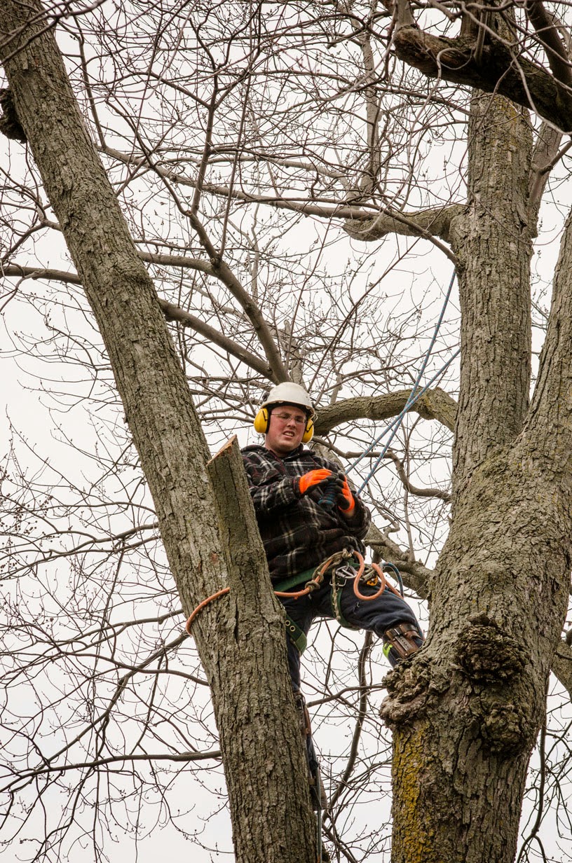 Joels Tree Service | 5009 Line 6, St. Marys, ON N4X 1C8, Canada | Phone: (519) 272-5742