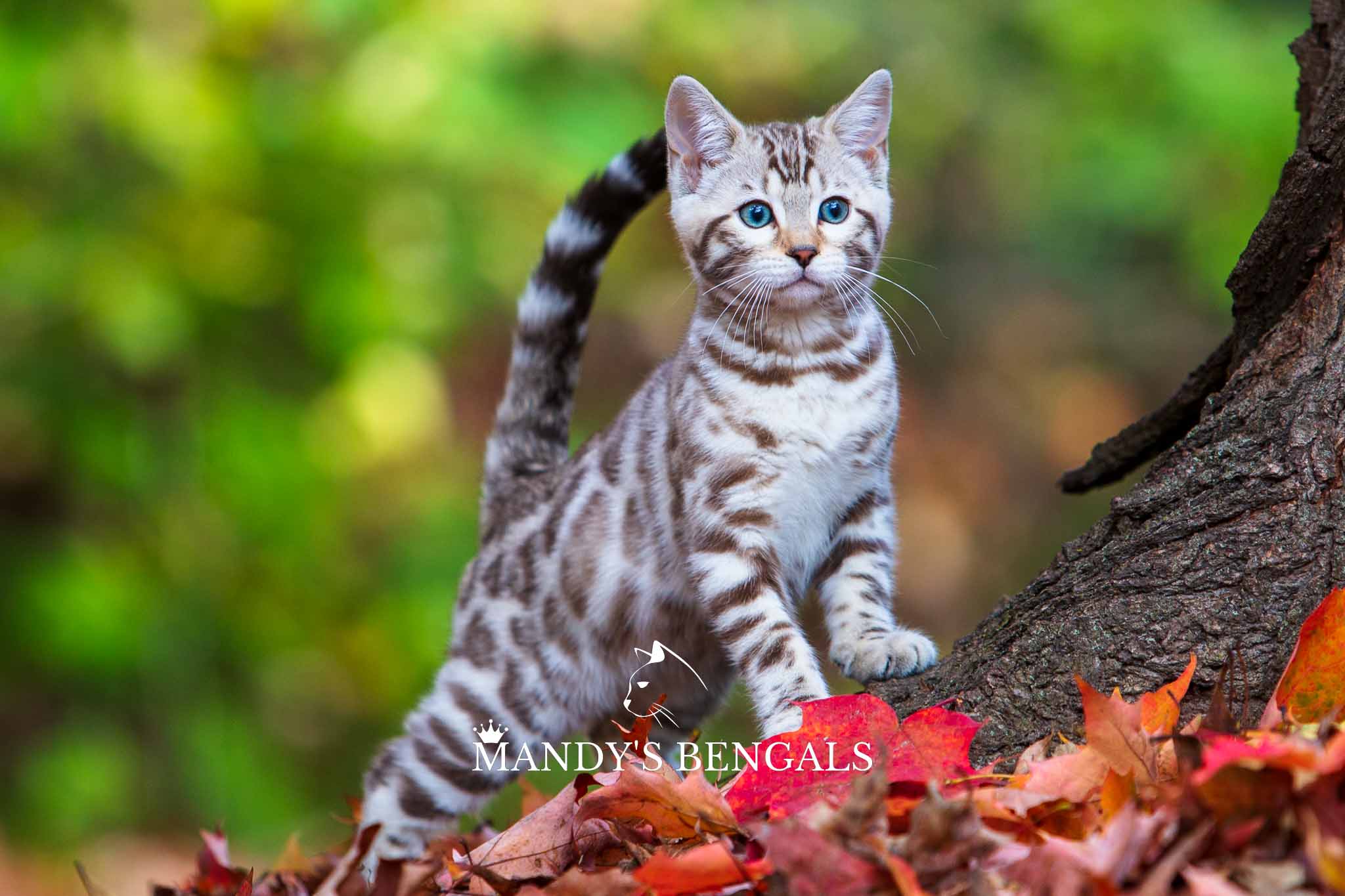 Mandy’s Bengals | 5875 Hwy 7 Unit #8, Woodbridge, ON L4L 1T9, Canada | Phone: (416) 509-7899