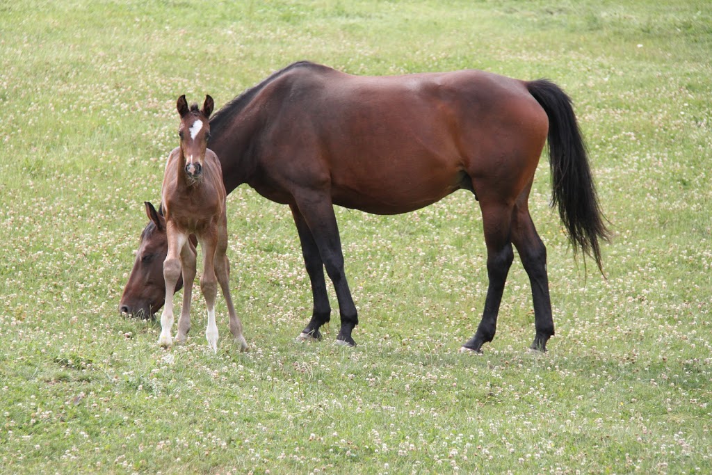 Walnut Hill Farms Hanoverians | Town Line, 265 Brant-Elderslie, Paisley, ON N0G 2N0, Canada | Phone: (905) 902-4497