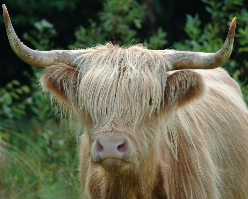 Ferme Highland Lotbinière | 4384 Rang Juliaville, Saint-Édouard-de-Lotbinière, QC G0S 1Y0, Canada | Phone: (418) 796-0046