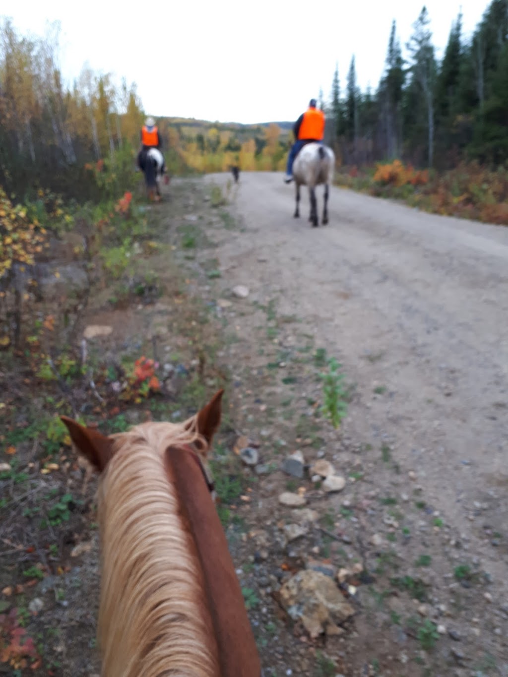 Whispered Dreams Ranch | Shabaqua Corners, Shebandowan, ON P0T 2T0, Canada | Phone: (807) 933-0467