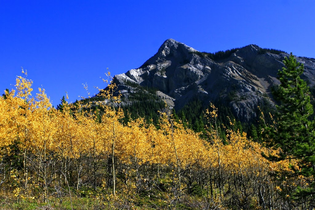 Kananaskis Visitor Information Centre | 1 AB-40, Kananaskis, AB T0L 2H0, Canada | Phone: (403) 678-0760