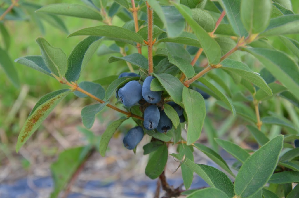 Végétolab - Grossiste de plants fruitiers | 6502 Avenue du Pont N, Alma, QC G8E 1X7, Canada | Phone: (418) 347-1737