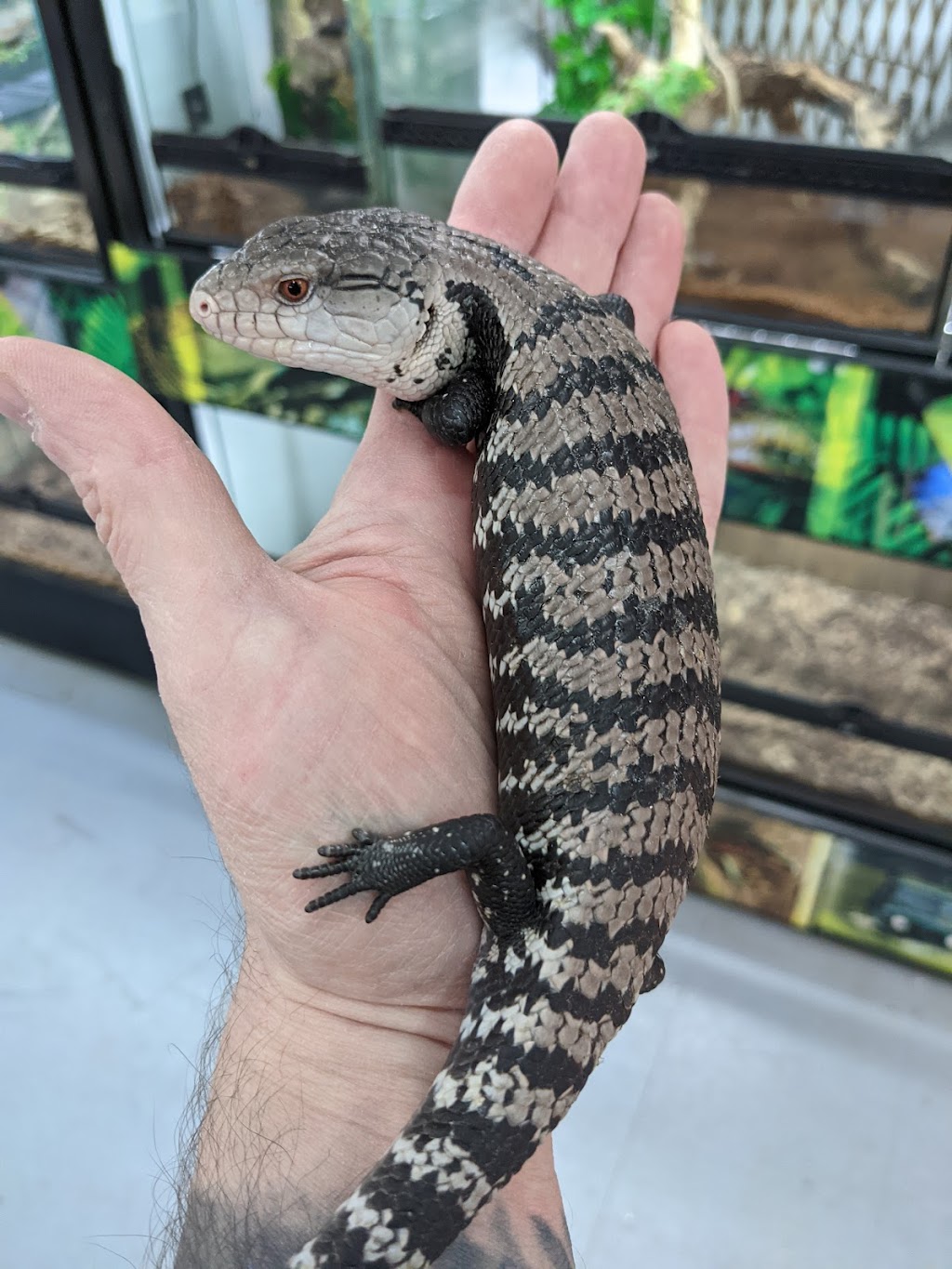 Monarch Reptiles | 100 Rue Kepler #14, Châteauguay, QC J6K 5E4, Canada | Phone: (450) 844-8401