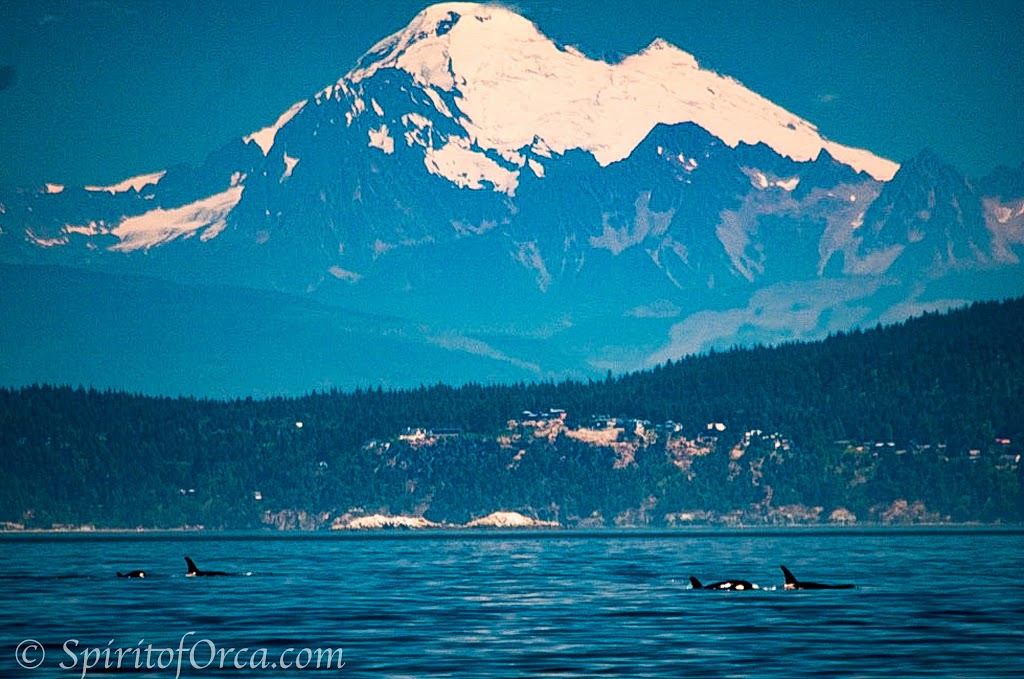 Spirit of Orca Whale Watching & Wildlife Tours | Spring Street Landing, Friday Harbor, WA 98250, USA | Phone: (360) 378-0302