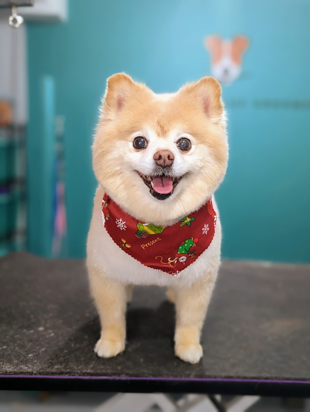 The Conscious Groomer | 16178 10a Ave, Surrey, BC V4A 9R6, Canada | Phone: (604) 319-3079