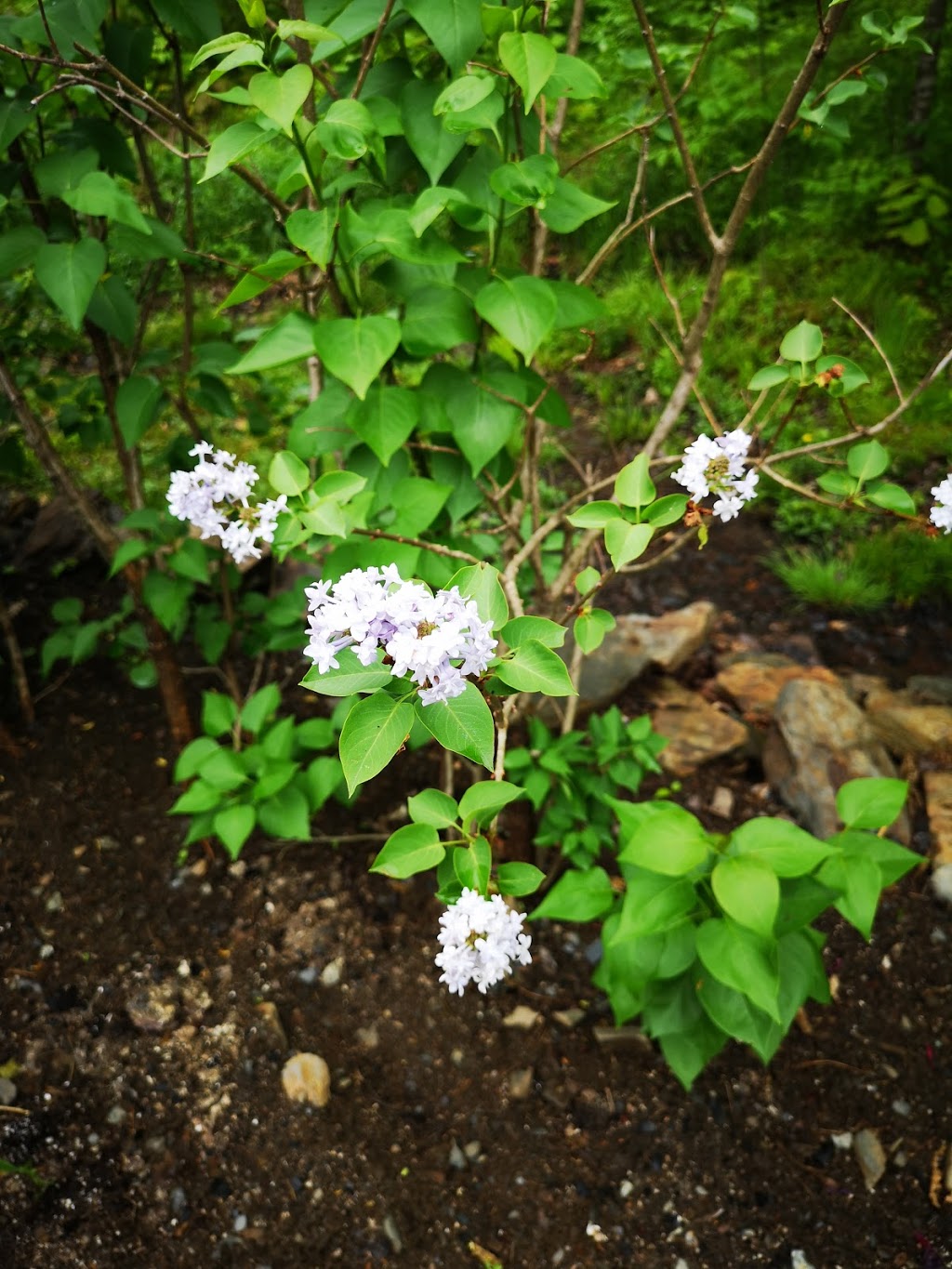 Land Care Nursery | 1436 Nova Scotia Trunk 10, Lunenburg, NS B0R, Canada, Canada | Phone: (902) 543-9904