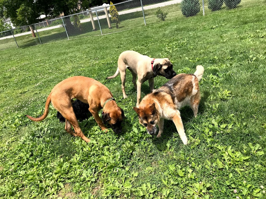 Steve McDonnell Leash Free Dog Park | 170 Lake St, Grimsby, ON L3M 5T3, Canada | Phone: (905) 945-1288