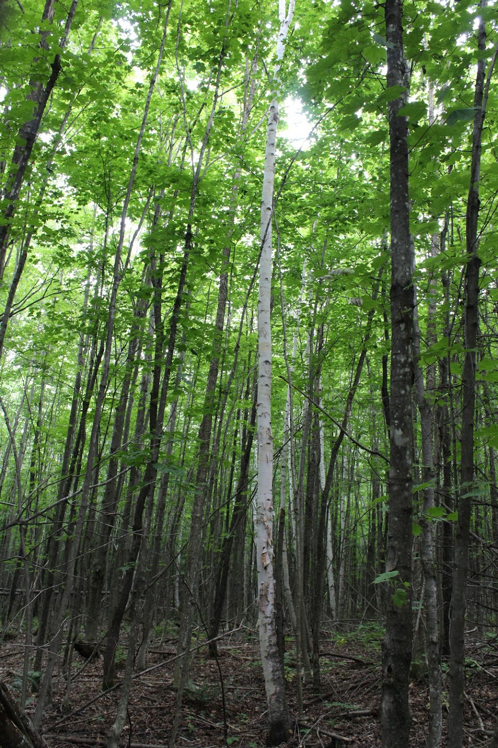 Boisé Du Phare | Mont-Bellevue, Sherbrooke, QC J1H 6B3, Canada