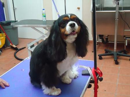 Perseys Pet Grooming | 1415 Rue Poirier, Saint-Laurent, QC H4L 1H2, Canada | Phone: (514) 564-7799