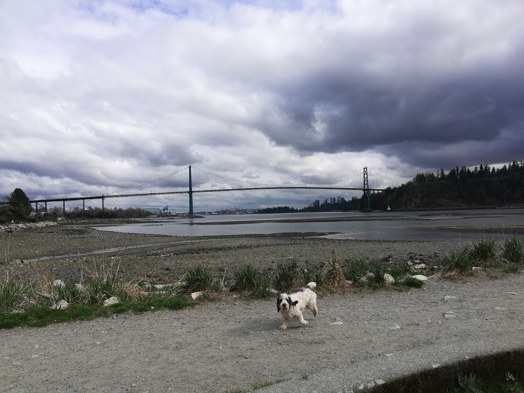 Ambleside Dog Beach | Burrard Inlet, BC, Canada