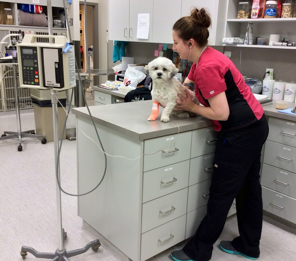 Corydon Animal Hospital | 1675 Corydon Ave, Winnipeg, MB R3N 0J8, Canada | Phone: (204) 488-4577