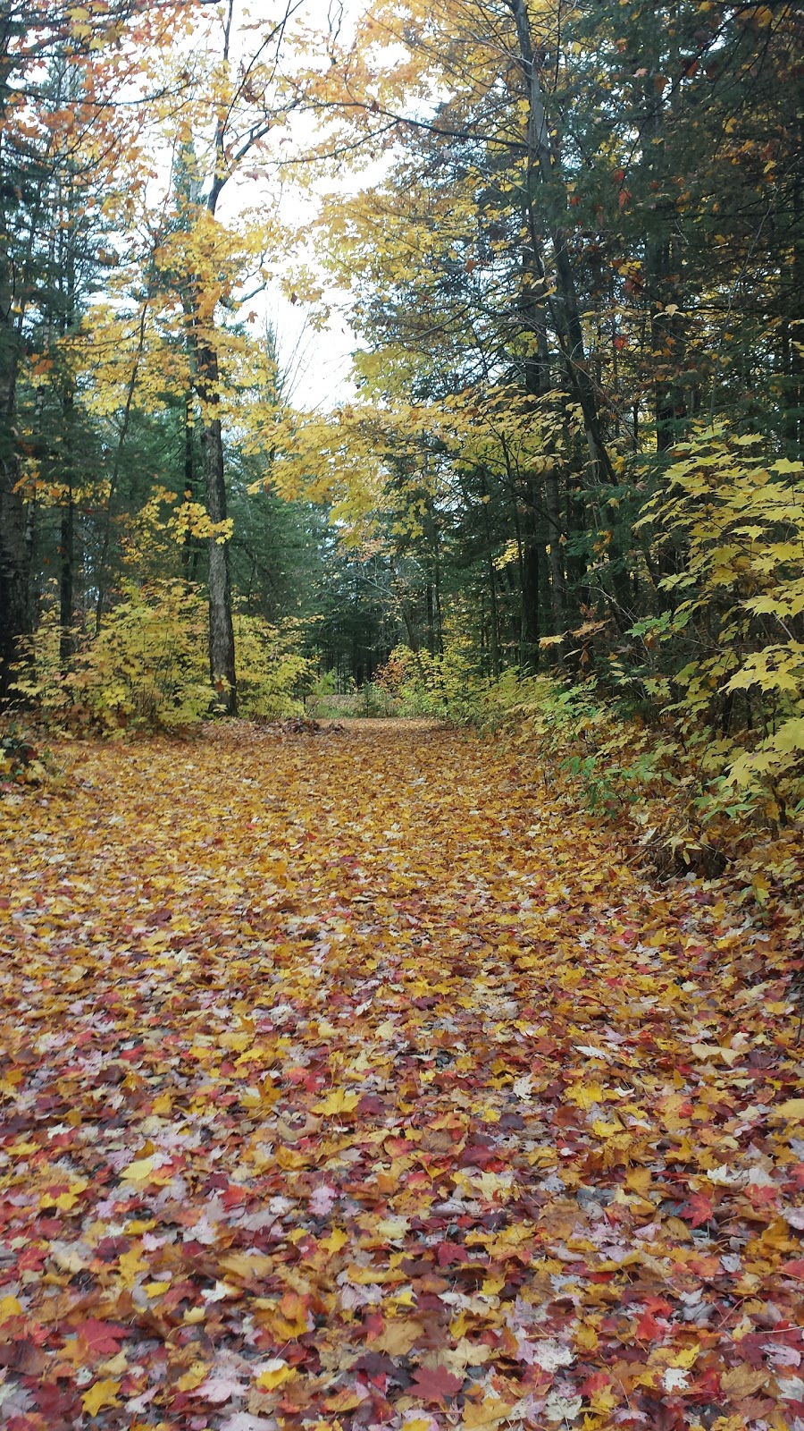 Parc Courcival | Rue Courcival, Québec, QC G1C 7H8, Canada