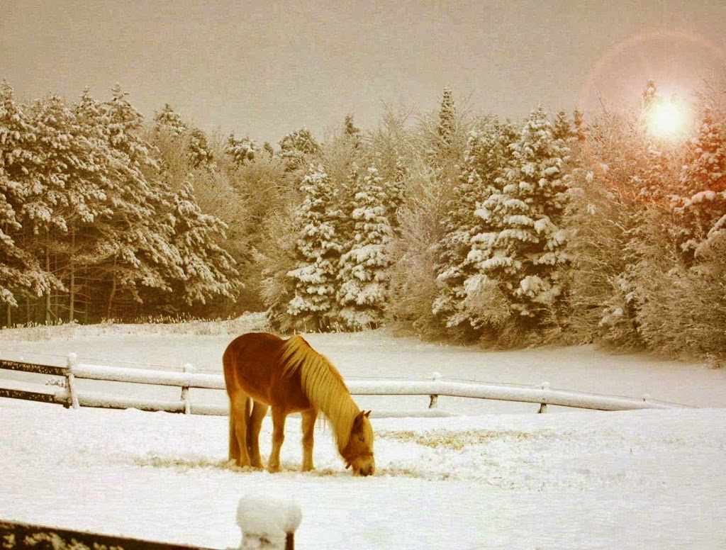 Grison Haflinger (Camp Grison) | 126 Chemin de la Grande Ligne, Racine, QC J0E 1Y0, Canada | Phone: (450) 532-4382