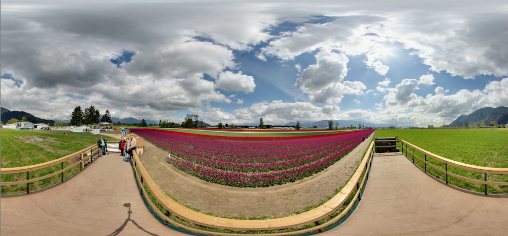 Chilliwack Tulip Festival (Tulips of the Valley) | 41310 Yale Rd, Chilliwack, BC V2R 4J3, Canada | Phone: (604) 703-6122