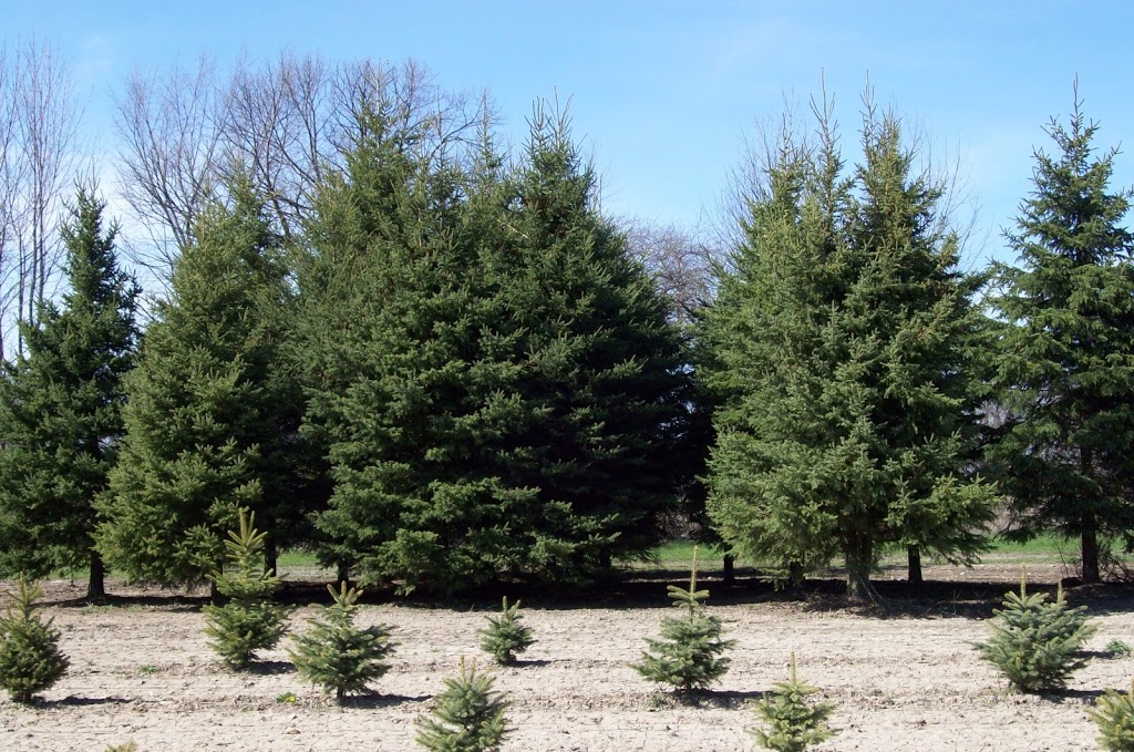Hall Tree Spading a Division of Beech Nursery Group | 16725 Jane Street, King, ON L7B 0G8, Canada | Phone: (800) 463-1996