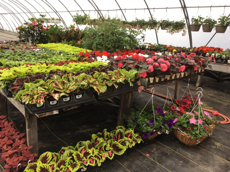 Rural Roots Nursery and Market Garden | 2674 County Rd 42, Stayner, ON L0M 1S0, Canada | Phone: (705) 305-3514