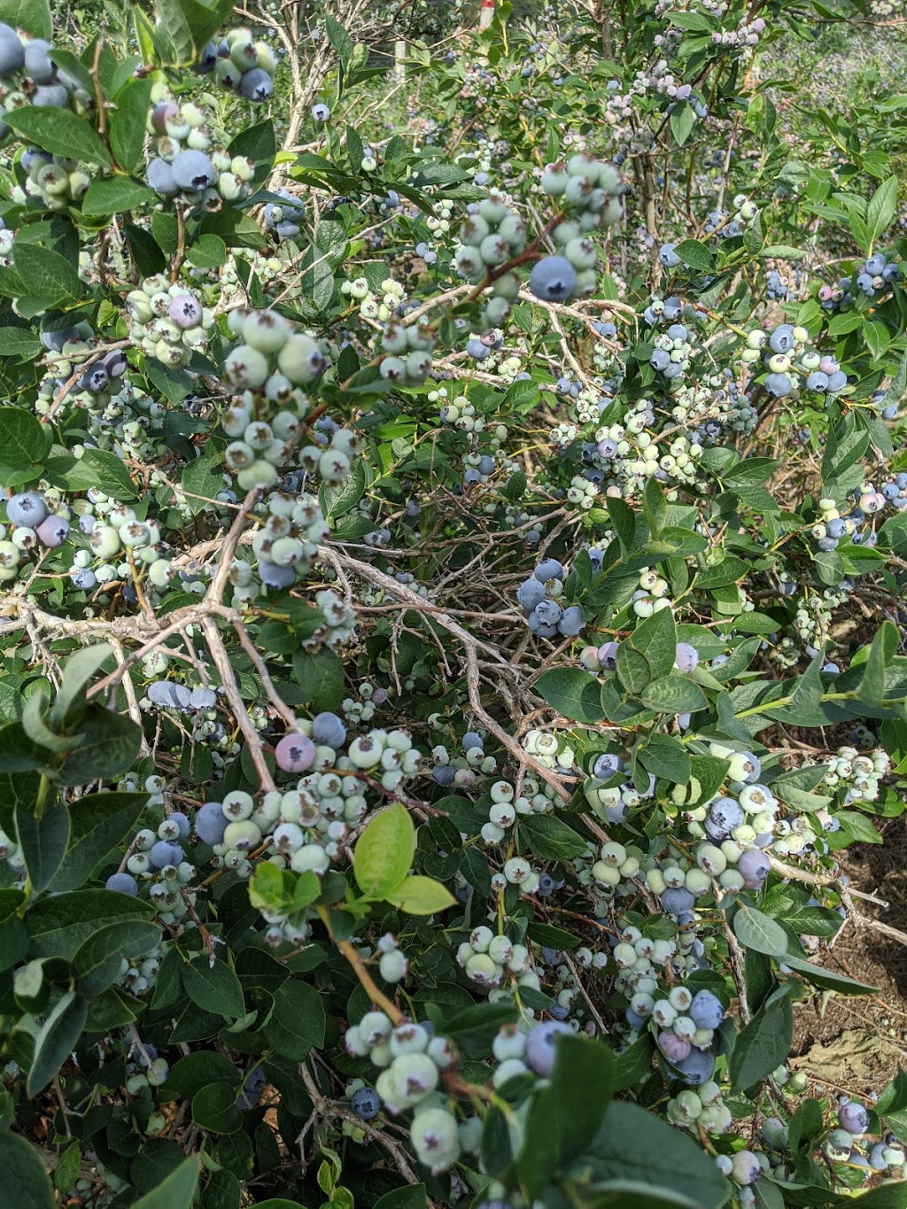 Bleuetière du Boisé | 1026 Impasse de la Bleuetière, Granby, QC J2J 0C4, Canada | Phone: (450) 531-1938