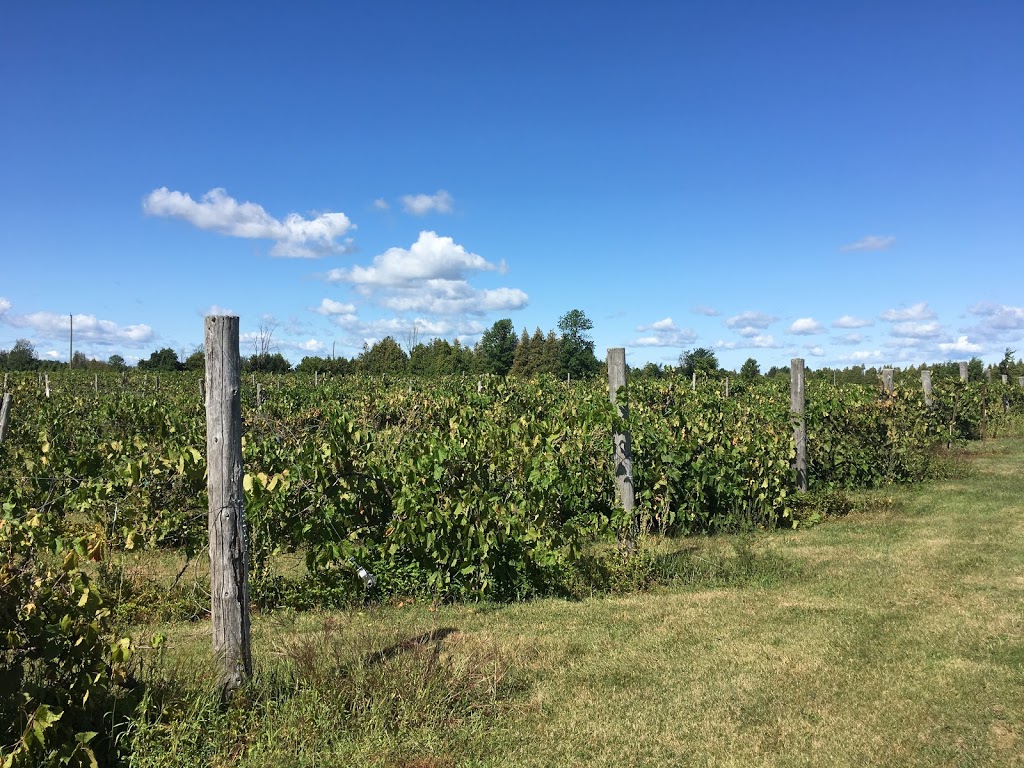 Jabulani Vineyard and Winery | 8005 Jock Trail, Richmond, ON K0A 2Z0, Canada | Phone: (613) 454-5460