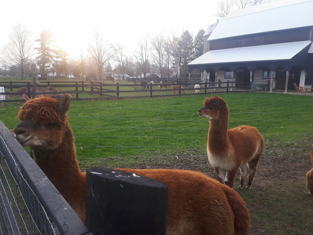 R&F Alpacas B&B | 527 Main St E, Otterville, ON N0J 1R0, Canada | Phone: (519) 688-4610