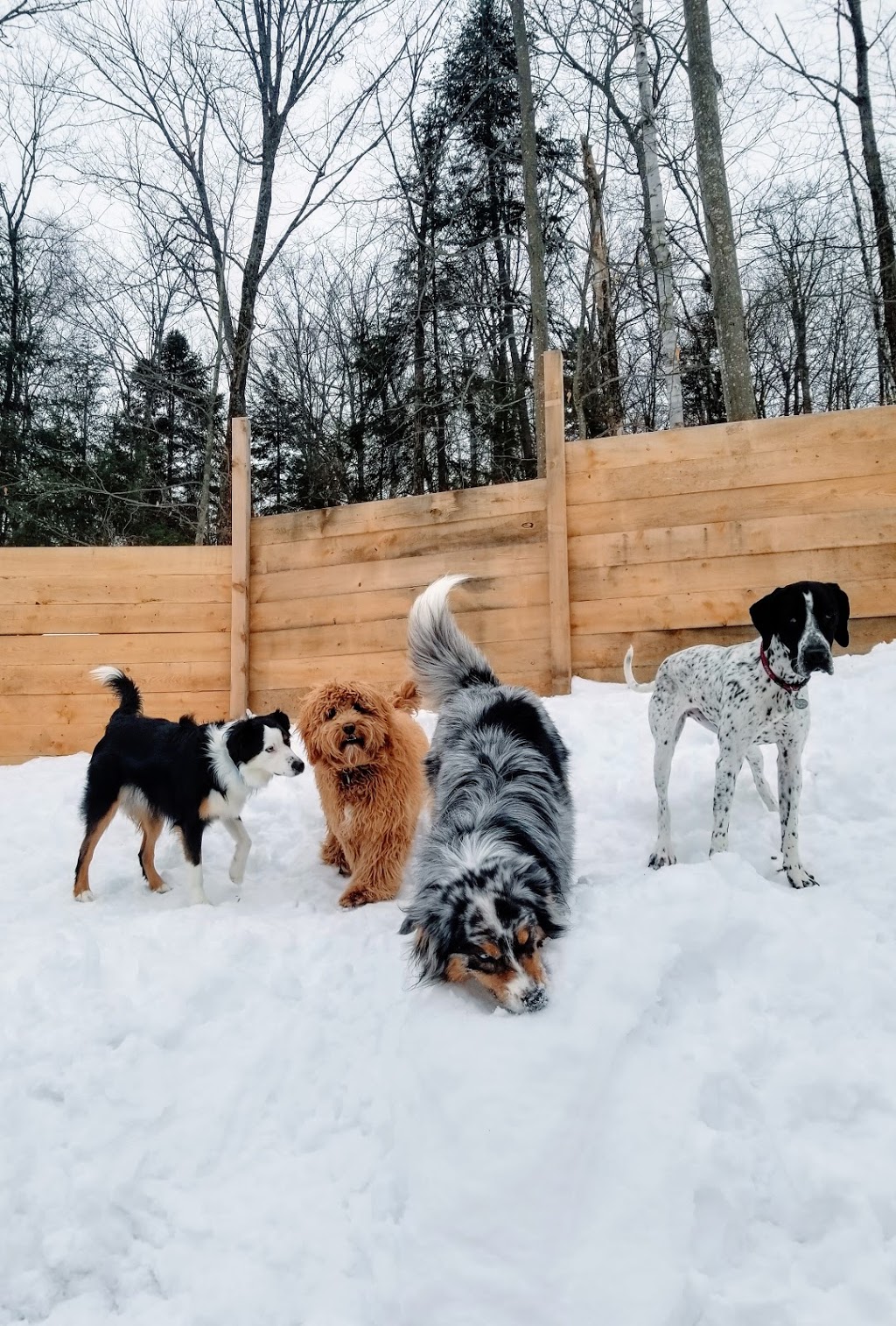 Complexe Canin Psychopattes | 4100 Boulevard de Sainte-Adèle, Sainte-Adèle, QC J8B 2N7, Canada | Phone: (438) 998-5852