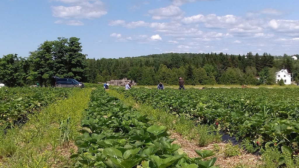 Potager Therrien | 302 Route Beaurivage, Saint-Sylvestre, QC G0S 3C0, Canada | Phone: (418) 596-3154