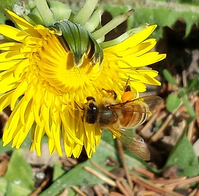 Sticky Mittens Honey And Pollination | box 203, 391 Main Street of Courtland, Courtland, ON N0J 1E0, Canada | Phone: (226) 970-1849