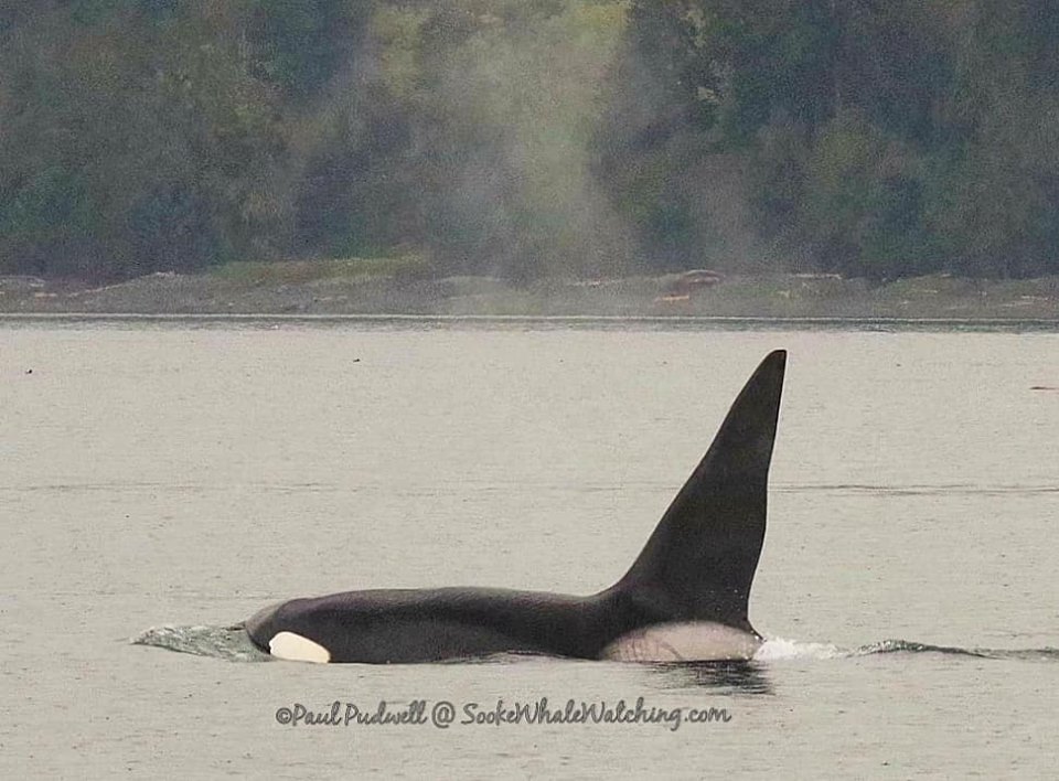 Sooke Whale Watching / Sooke Coastal Explorations | 1581 Dufour Rd, Sooke, BC V9Z 0T6, Canada | Phone: (250) 642-2343