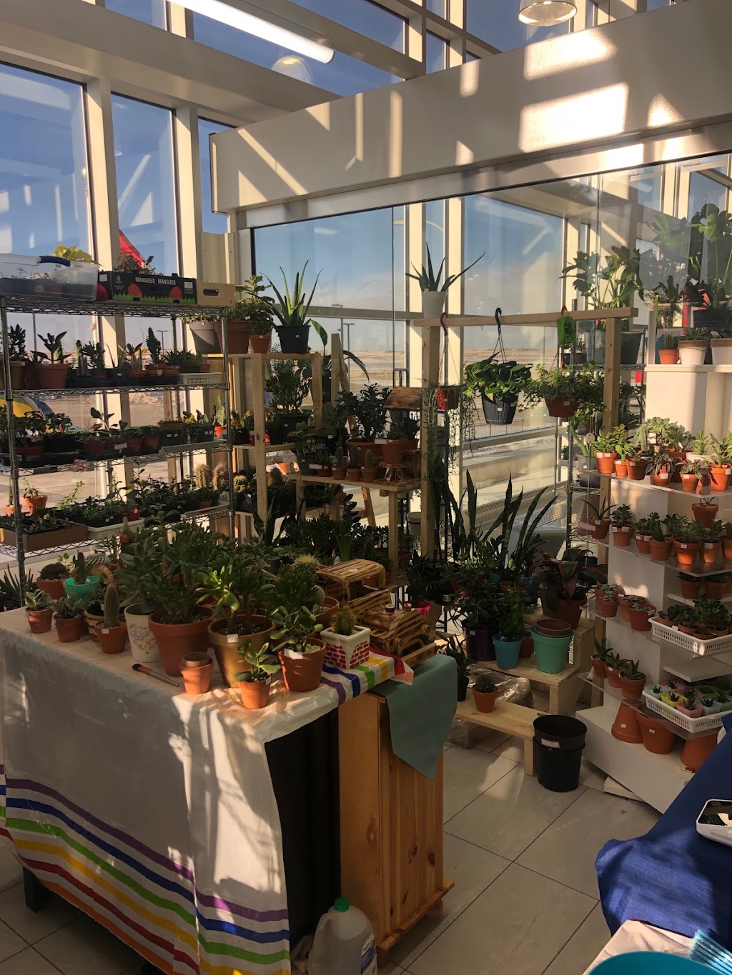 My Little Greenhouse | 260300 Writing Creek Cres Unit C2, Balzac, AB T4A 0G3, Canada | Phone: (825) 735-4858