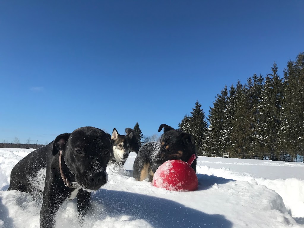 Ranch Canin Manitou | 1030 QC-352, Sainte-Thècle, QC G0X 3G0, Canada | Phone: (418) 507-6668