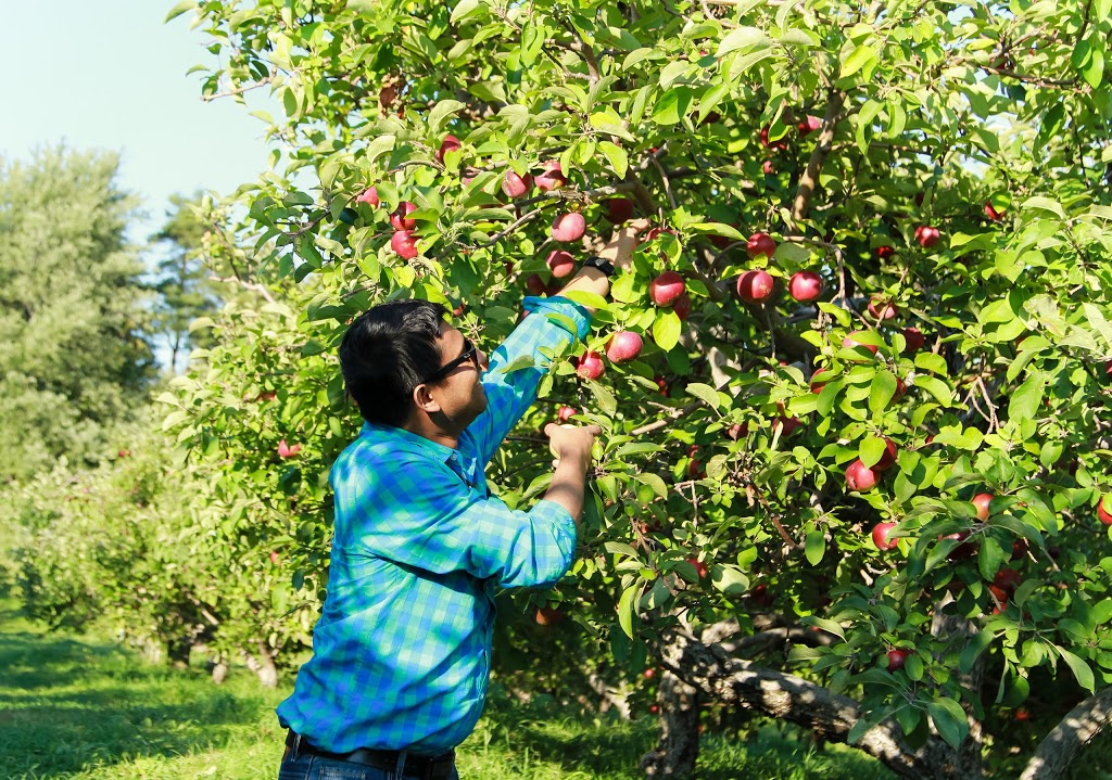 Waddell Apples | 1345 Washburn Rd, Seeleys Bay, ON K0H 2N0, Canada | Phone: (613) 546-1690