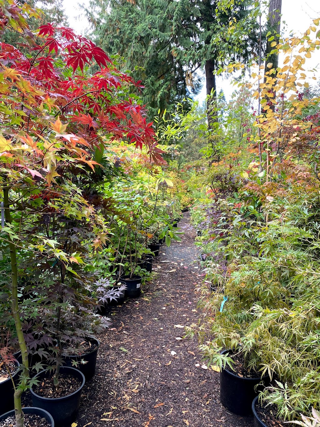 Frasers Thimble Farm | 175 Arbutus Rd, Salt Spring Island, BC V8K 1A3, Canada | Phone: (250) 537-5788