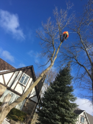 STS Tree Services | 7531 Ninth Line, Mississauga, ON L5N 0C1, Canada | Phone: (905) 821-7877