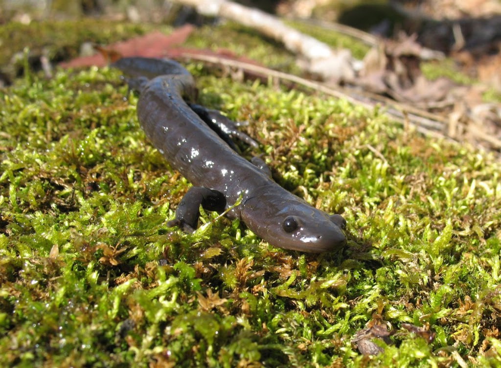 Westoak salamander recovery center. | 2251 Westoak Trails Blvd, Oakville, ON L6M 3P7, Canada | Phone: (905) 469-9993