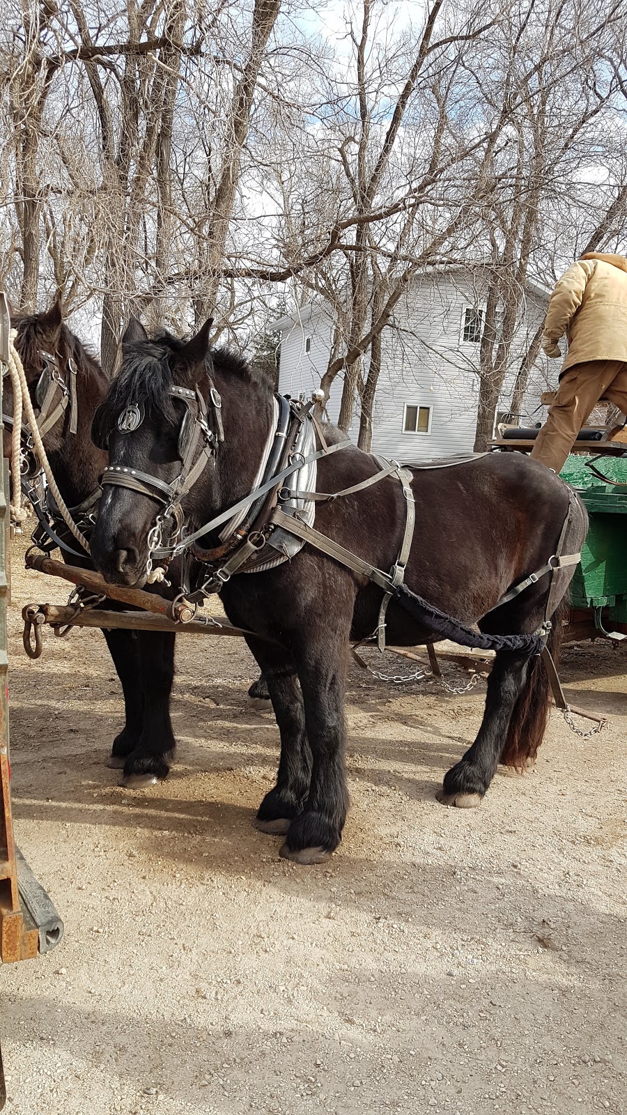 St Pierre Jolys Museum | 432 Rue Joubert, Saint-Pierre-Jolys, MB R0A 1V0, Canada | Phone: (431) 777-6149