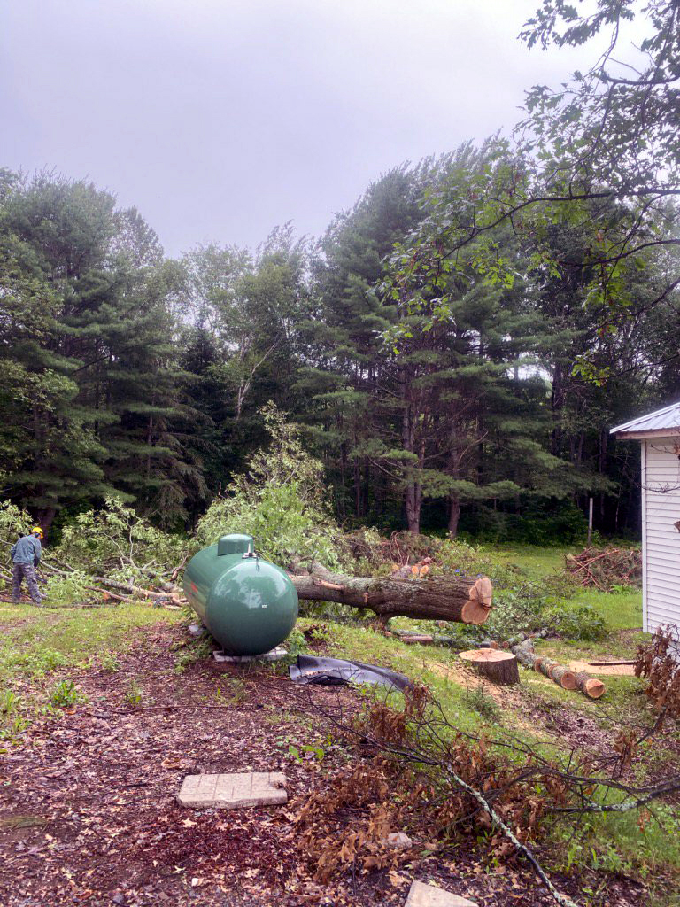 Plunketts Tree Removal Bancroft | 212 McDonald Mine Rd, Bancroft, ON K0L 1C0, Canada | Phone: (613) 334-9383