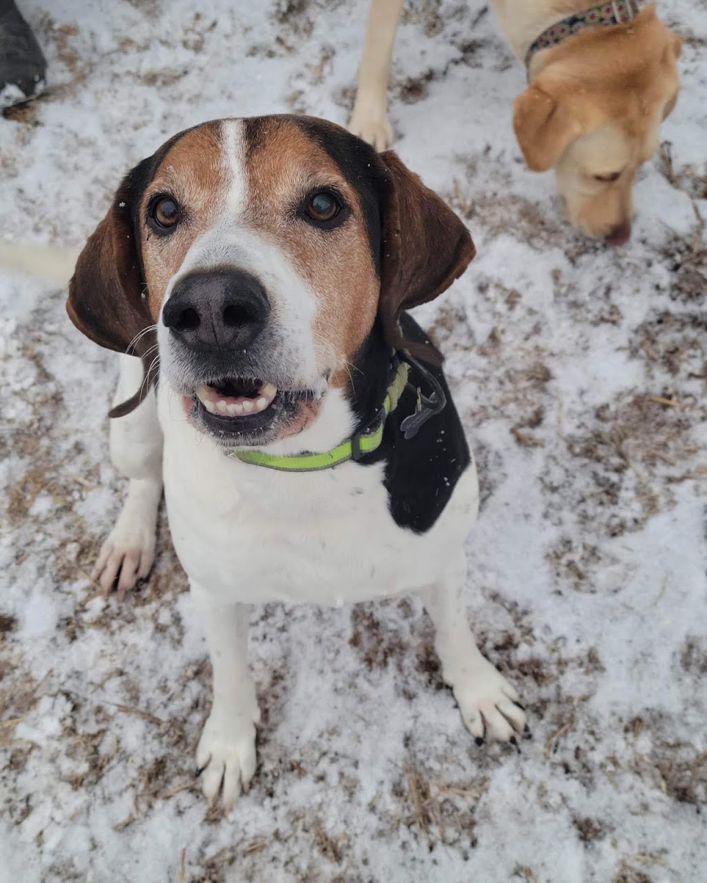 Marley and Friends Doggy Daycare | 12 Rooney Crescent, Moncton, NB E1E 4M3, Canada | Phone: (506) 871-4468