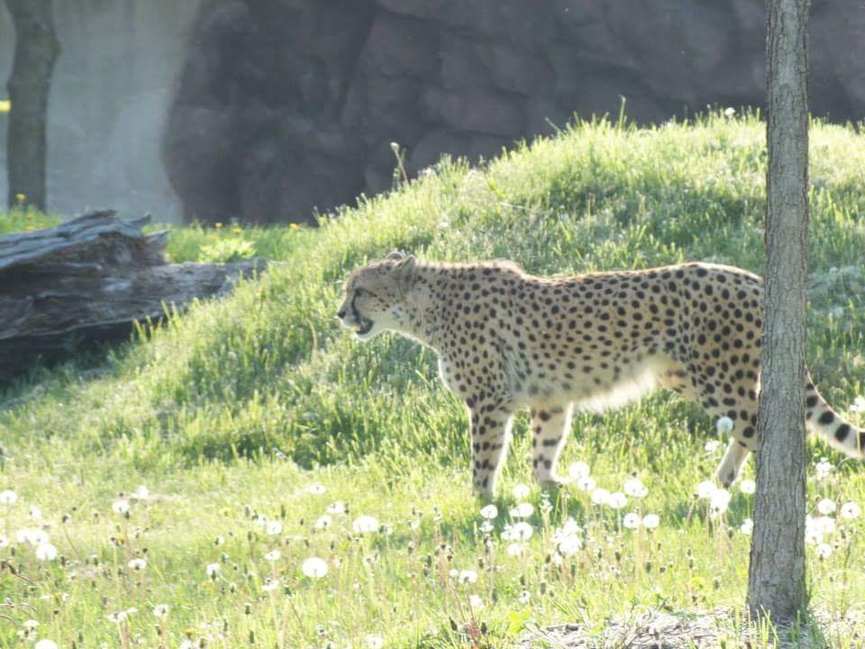 Cheetah Exhibit | 2000 Meadowvale Rd, Scarborough, ON M1B 5K7, Canada | Phone: (416) 392-5929